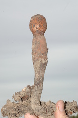 Prosopanche americana