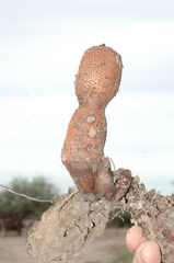 Prosopanche americana