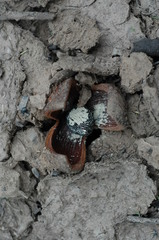 Prosopanche americana