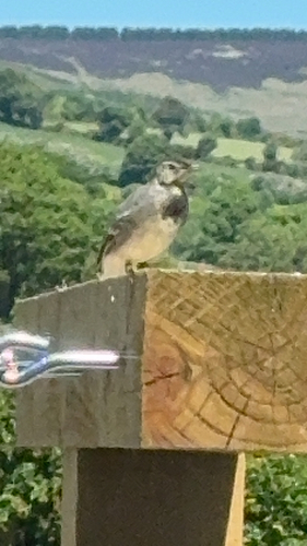 White Wagtail