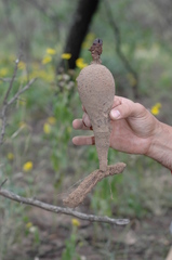 Prosopanche americana