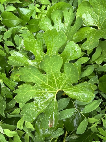 bloodroot