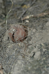 Prosopanche americana