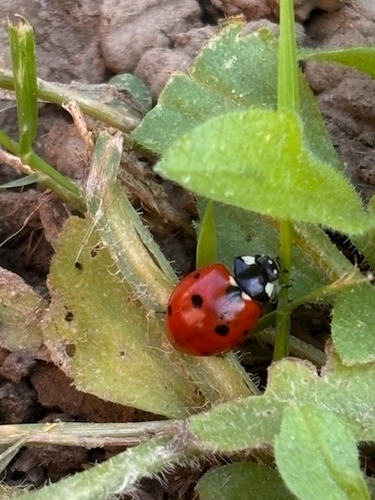 Seven-spotted Lady Beetle