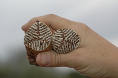 Prosopanche americana