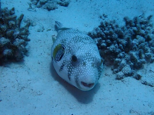 White-spotted Puffer — seen at this dive site