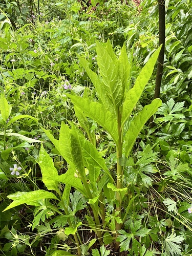 American pokeweed