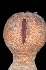 Prosopanche americana