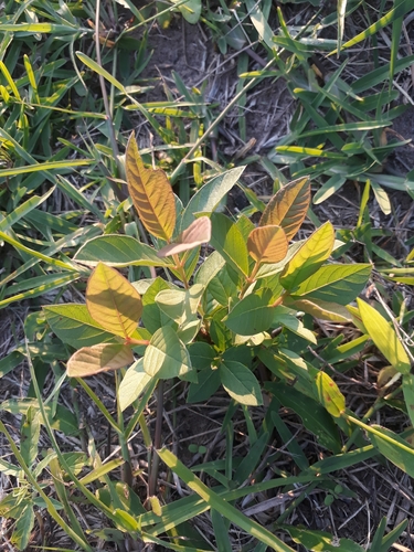Common guava