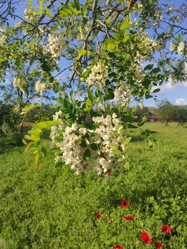 black locust