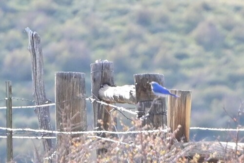 Mountain Bluebird
