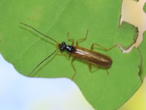 Rhagonycha lignosa, Klarenbeek, Nederland, photo 3 of 10