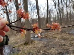 Acer