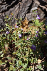 Collinsia sparsiflora