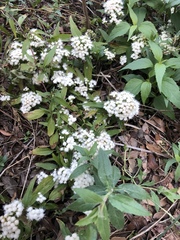 Ageratina paupercula
