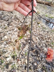 Acer