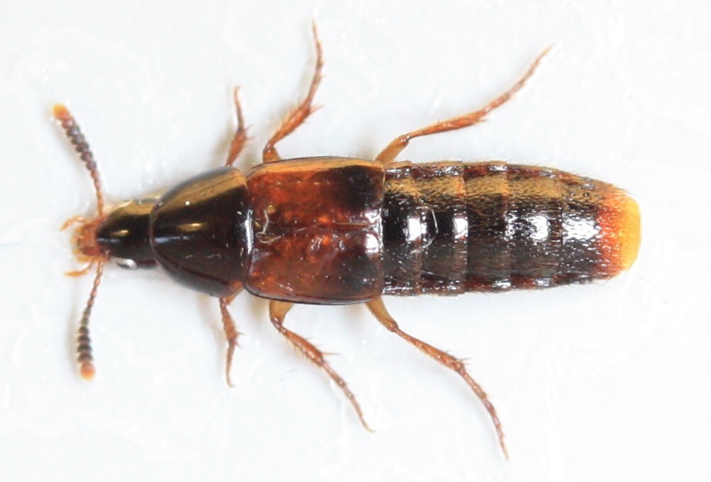 Carphacis striatus