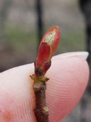 Acer