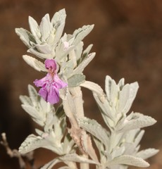 Stachys cuneata