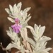 Mountain Stachys - Photo (c) Brian du Preez, some rights reserved (CC BY-SA), uploaded by Brian du Preez
