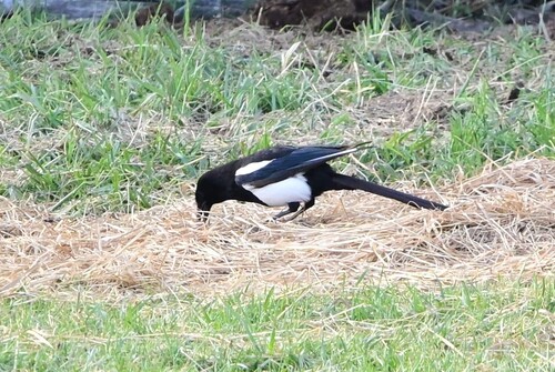 Black-billed Magpie