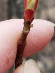 Acer