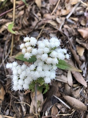 Ageratina paupercula