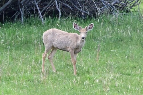 Mule Deer