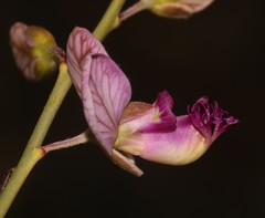 Polygala ephedroides