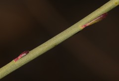 Polygala ephedroides