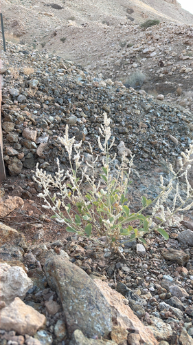 kapok bush
