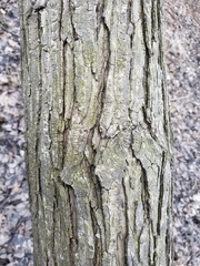 Acer