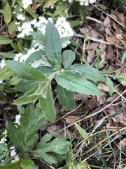 Ageratina paupercula