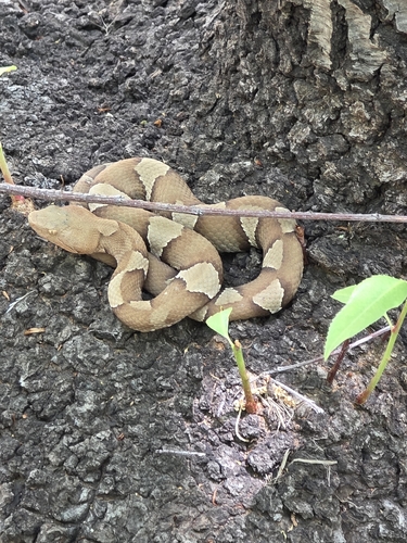 Broad-banded Copperhead
