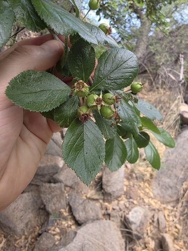 Crataegus tracyi, photograph 1