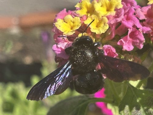 Xylocopa
