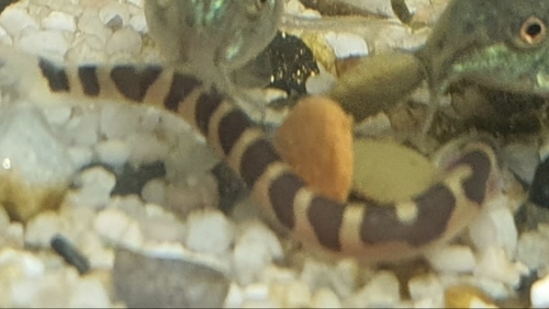 Coolie loach (Pangio kuhlii) — Cobitidae — 4