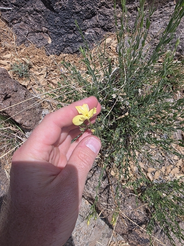 Menodora longiflora, photograph 3