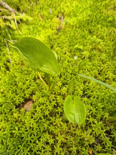 marsh calla
