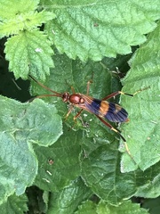 Compsocryptus texensis