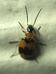 Lebia pulchella