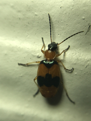 Lebia pulchella
