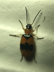 Lebia pulchella
