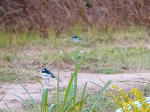 iNaturalist image