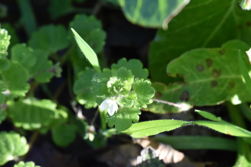 Veronica cymbalaria, photograph 1