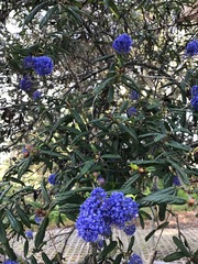 Ceanothus parryi