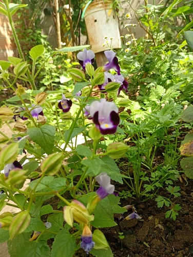 wishbone flower
