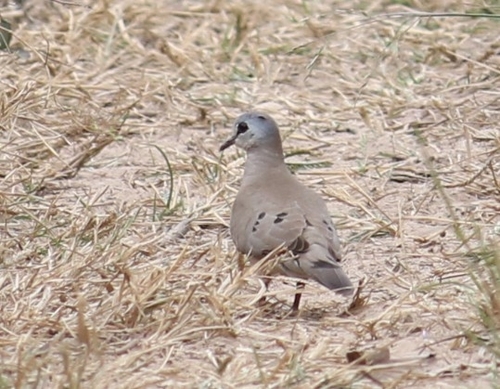 iNaturalist image