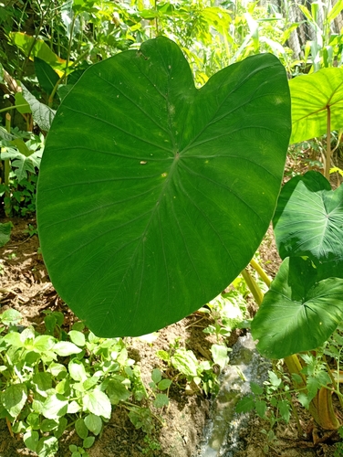 Taro