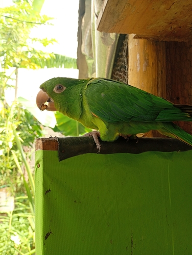 White-eyed Parakeet